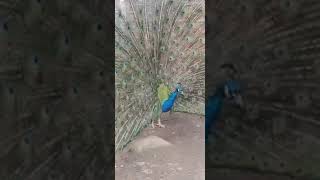 So beautiful peacock 🦚 😍 please like comment subscribe share follow me, thanks #birds #nature