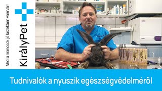 Tudnivalók a nyuszik egészségvédelméről - fb LIVE