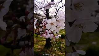 A Typical Spring Day in Japan #btsspringday #cherryblossom #cherryblossoms