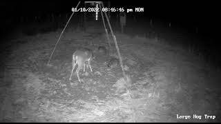 Nice little buck in the hog trap tonight 1/10/22