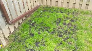 Get rid of your Dandelions - Grass Growing Follow up