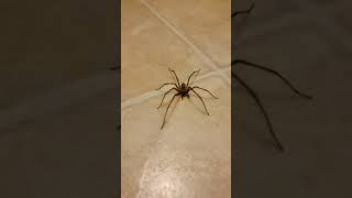 Huge House Spider