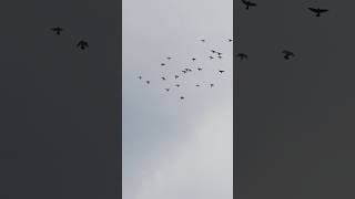 #kabutarbazi #viral #trending #reels #photos #bird #birds #post #lover #punjabi  #viralvideo #shorts