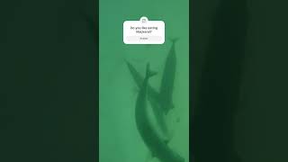 UNDERWATER CAMERA MACKEREL FISHING | CHESIL BEACH UK #canfish #fishing #fish