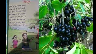 The Sweet Jamun Poem जामुन कविता छोटे बच्चों के लिये