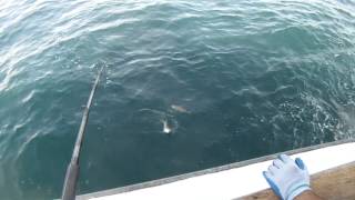 Pacific Dawn Sportfishing - San Nicholas Island 04.21.2013 Overnight