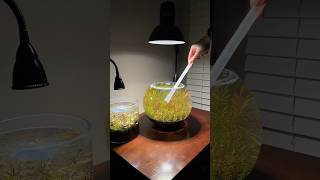 Building a planted shrimp bowl aquarium