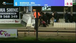 Warragul greyhounds Tues May 3rd 2022 - Warragul Breeders Classic Final