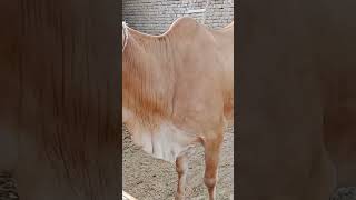 #cow #livestock #animals #cattlefarming #youtubeshorts #shorts #brahman