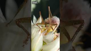 AwA Critter Clip: Katydid on Blushing Bride #shorts #grasshopper #insects