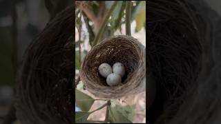 Bird Nestle #minivlog #village vlog #birds #gavakadchevlog  #shortsvideo #shorts #goviral