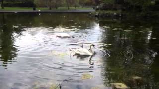 St Stephen's Green Swan Kindergarden