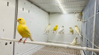 Comment choisir et sélectionner ses oiseaux pendant l’achat ? Tout savoir