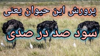 سود پرورش شترمرغ  ,  آموزش پرورش شترمرغ , درآمد بالای پرورش شترمرغ