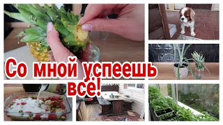 🤩🌳НАШ УЧАСТОК ВЕСНОЙ *ТАКОГО вы ЕЩЁ не ЕЛИ😋 КУРИНЫЕ БЕДРА с БУЛГУРОМ в ДУХОВКЕ *КАК ВЫРАСТИТЬ АНАНАС