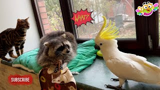 The parrots went wild and didn't let Marcel the raccoon relax.