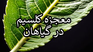 ⛔ درمان کمبود کلسیم (Ca) در گیاهان - How to Fix Calcium Deficiency in Plants