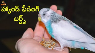 Hand Feeding Birds for Sale | #LoveBirds | #Cocktiels | LR Media