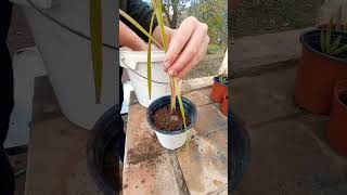 Lemon grass time lapse #shorts