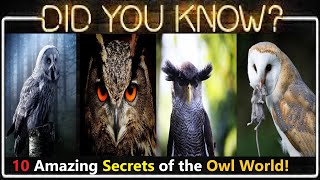 Can Owls Turn Their Heads All the Way Around? & 9 More Owl Mysteries Solved!