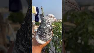 🦅 #shonk #kabutar #pigeon #youtubeshorts #viral #shorts