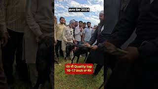 ਪੱਠ ਦੀ quality top 16-17 inch ਦਾ ਕੰਨ