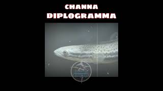 ikan channa diplogramma || ikan predator || tunggu pancing#videoshorts #shortviral #shorts