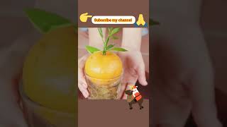 Best Grow Orange Tree From Orange 100% Work