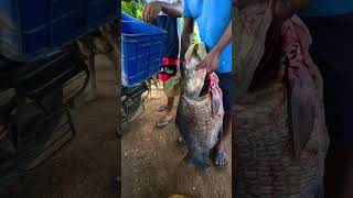 CRAZY Fish Caught Live Big Catla Fish Market Harvesting #shorts