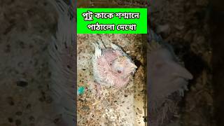 পুটু কাকে শশ্মানে পাঠাবে দেখো😂#viralvideo#shortsfeed#funny#ytshorts#comedy#viral_video#cokatiel#like