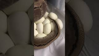 🥚🥚 Snake egg Full care our eggs, #shortbeta 😱 python# Bite# Lovely #