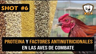 SHOT #6: Proteína y Factores Antinutricionales en las Aves de Combate