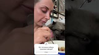 Гром и тушеные овощи #кеесхонд #keeshond #dog #шпиц #funnyshorts #громкеесхонд