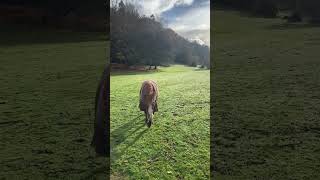 Cardi drying out after the rain #myridewellpony #dreamteamlife