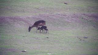 Late season Fallow fawn 02-03-18