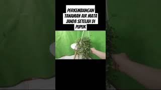 Perkembangan tanaman air mata janda setelah di pupuk #pupukorganikterbaik #pupukterbaik