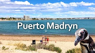 Penguin's Paradise 🐧 | Puerto Madryn, Punta Tombo, Argentina 4k 🇦🇷