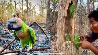 Many Birds: Parrots, eagles met in forest