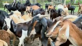 পাহাড়ি এলাকা ছাগল ভেড়ার বানিজ্যিক খামার - Hilly areas are commercial farms for goat fencing.