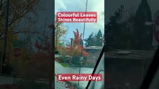 COLOURFUL LEAVES SHINES BEAUTIFULLY EVEN RAINY DAYS