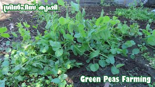 Green Peas Farming, How Long do Greenpeas Take to Grow, Which Month do you plant Green Peas in India