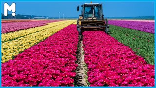 🌷 Tulip Flowers Farming and Harvesting - Tulips Planting Process Cultivation Technology Agriculture