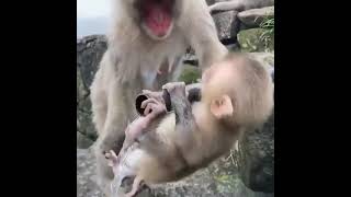 Cute funny baby monkey