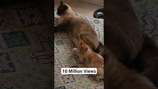 Father and son sleeping together #kittens #cat #funnyvideo #funny #cute