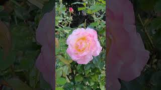 ❤️ la lumière de rose 🌹 #shortvideo