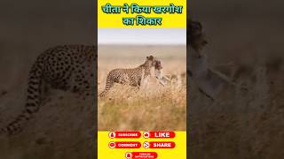 Cheetah attack on rabbit #animals #wildanimal #shortsviral