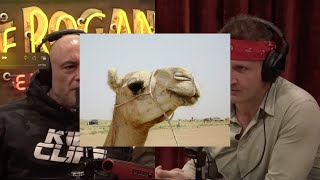 JOE discovers If Camel Meat Really Tastes Like Beef with SONNY