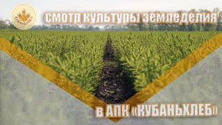 в АПК "КУБАНЬХЛЕБ" | смотр культуры земледелия