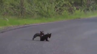 http://kuixx.com/dos-osos-cachorros-juegan-en-el-medio-de-una-carretera/