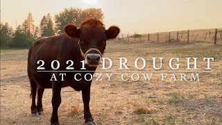 Dealing with Drought on a small homestead farm